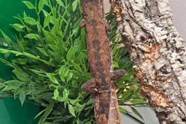 Geckos kaufen und verkaufen Photo: Biete Flechtengecko (M.chahoua) und Querstreifentaggecko (P.standingi)