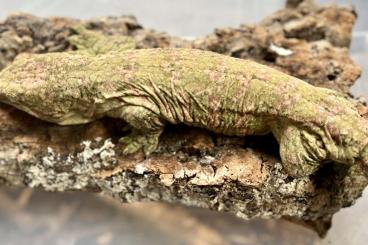 Geckos kaufen und verkaufen Foto: Rhacodactylus leachianus Mt. Koghis