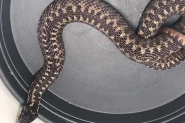 Venomous snakes kaufen und verkaufen Photo: seoanei lebetina xanthina