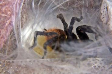 Spiders and Scorpions kaufen und verkaufen Photo: wholesale  for Weinstadt  04.05 or Verona 12.05 