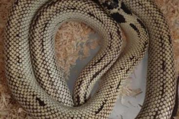 Schlangen kaufen und verkaufen Foto: Königsnatter zur abgabe                                               