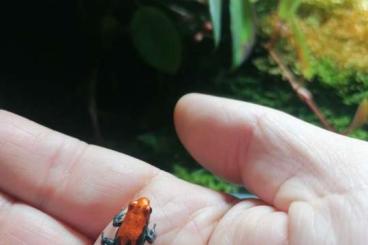 Poison dart frogs kaufen und verkaufen Photo: Ranitomeya reticulata                     