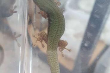 Geckos kaufen und verkaufen Photo: Phelsuma malamakibo, robertmertensi, quadriocellata, L. Lugubris 