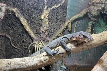 Monitor lizards kaufen und verkaufen Photo: Varanus jobiensis unbestimmt 