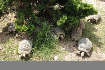 Tortoises kaufen und verkaufen Photo: Griechische, Maurische, Breitrand auch Spornschildkröte zu verkaufen