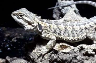 Lizards kaufen und verkaufen Photo: Kronengeckos (Correlophus), Bartagamen (Pogona), Shinisaurus  