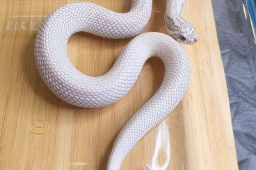 Snakes kaufen und verkaufen Photo: Heterodon nasicus ~ Toxic Superconda ~ Hognose ~ Hakennasennatter 
