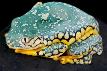 frogs kaufen und verkaufen Photo: Verona Reptiles Delivery 11&12 May, Germany/Austria/Italy