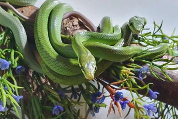 Schlangen kaufen und verkaufen Foto: Stocklist snakeday houten Terra-Amphibia