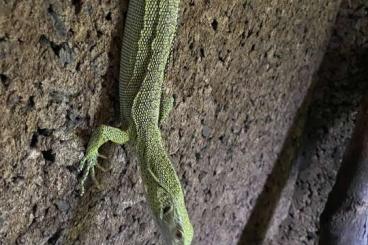 Monitor lizards kaufen und verkaufen Photo: Varanus Kordensis can 2020 