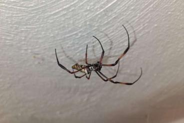 Spiders and Scorpions kaufen und verkaufen Photo: Trichonephila inaurata madagascariensis 