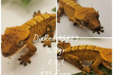 Geckos kaufen und verkaufen Foto: Kronengecko Nachzuchten 2023 verschiedene Farben und Morphen