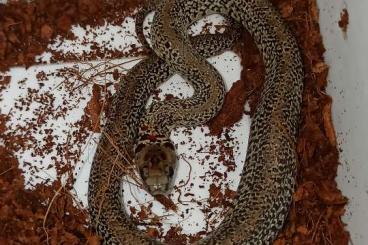 Schlangen kaufen und verkaufen Foto: Pituophis, Pantherophis , Lampropeltis