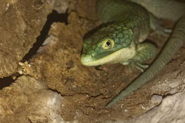 Lizards kaufen und verkaufen Photo: Abronia graminea         