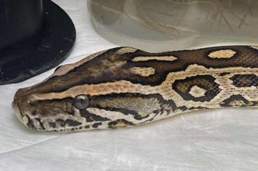 Pythons kaufen und verkaufen Photo: Zwergtigerpython progschai Weibchen, mindestens 4 Jahre alt gesucht 