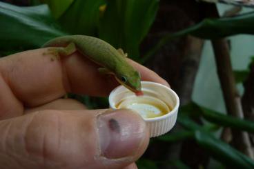 Geckos kaufen und verkaufen Photo: Palmentaggecko Phelsuma dubia
