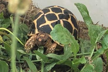 Tortoises kaufen und verkaufen Photo: Sternschildkröten zu verkaufen