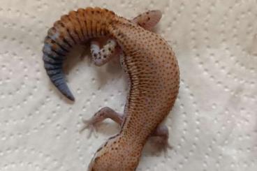 Lizards kaufen und verkaufen Photo: Fat tail geckos 2021 Hemitheconyx caudicinctus