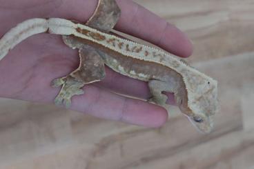 Geckos kaufen und verkaufen Foto: Kronengecko Männchen aus 07.22