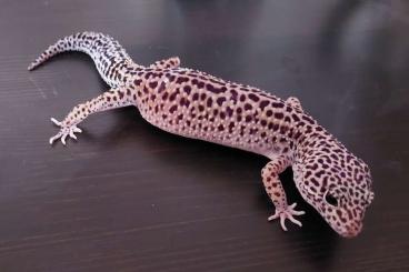 Geckos kaufen und verkaufen Photo: Leopardgecko Zucht winterthur 