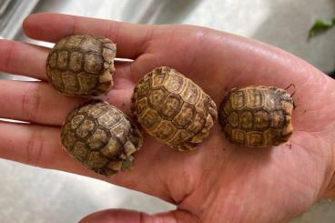 Landschildkröten kaufen und verkaufen Foto: Testudo kleinmanni, Egyptian tortoise/Ägyptische Landschildkröte CB’23