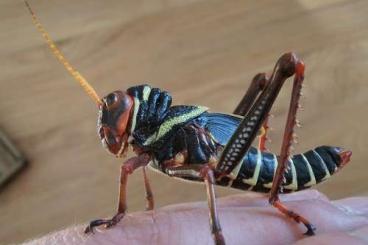 Insects kaufen und verkaufen Photo: Tropic Orthoptera grasshopers /Heuschreckecken: