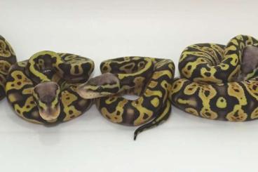 Ball Pythons kaufen und verkaufen Photo: Group (mainly desert ghost)