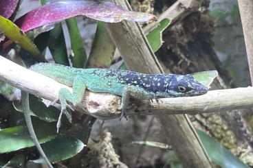 Lizards kaufen und verkaufen Photo: Anolis roquet summus "Macouba"
