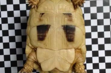 Turtles and Tortoises kaufen und verkaufen Photo: Ägyptische Landschildkröte