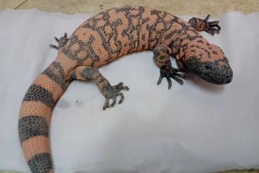 Monitor lizards kaufen und verkaufen Photo: 100% 1.0 Heloderma suspectum cinctum abzugeben 