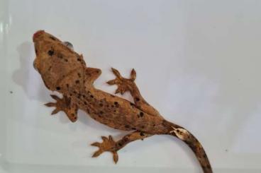 Lizards kaufen und verkaufen Photo: Kronengeckos - Correlophus ciliatus - Crested Gecko  0.0.10 Lilly Whit