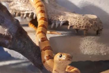 Snakes kaufen und verkaufen Photo: 1.1 Lampropeltis leonis aus 2020