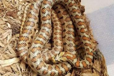Snakes kaufen und verkaufen Photo: Leopard snake, mandarinratsnake, alterna alterna