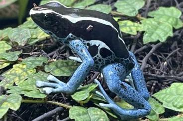 Poison dart frogs kaufen und verkaufen Photo: Dendrobates tinctorius "Graubeiner" 1.0 Adult