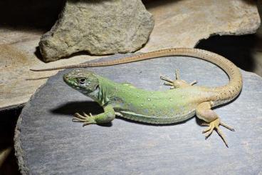 other lizards kaufen und verkaufen Photo: Timon Tangitanus Marokko Perleidechsen Jungtiere abzugeben 