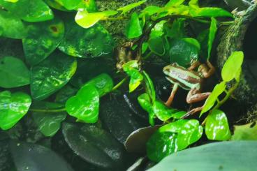 Poison dart frogs kaufen und verkaufen Photo: Epipedrobates  Antony Tricolor 