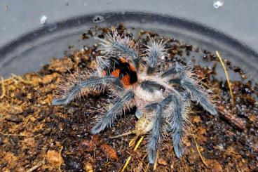 - bird spiders kaufen und verkaufen Photo: Wir bieten folgende Tiere...