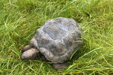 Turtles and Tortoises kaufen und verkaufen Photo: Aldabrachelys gigantea 2018